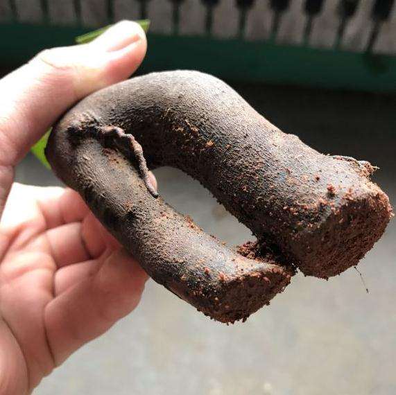 砧木是连蕊茶下山桩上锯下的根