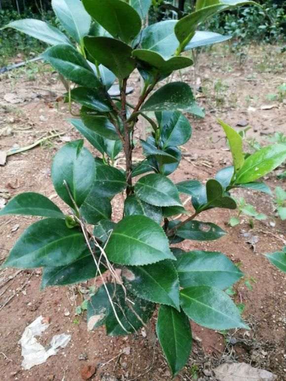 露天种茶花下山桩可以吗