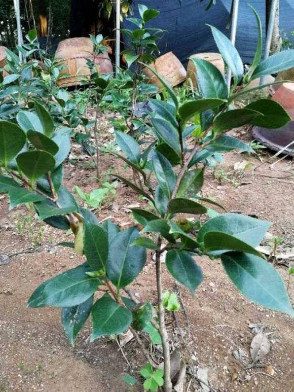 露天种茶花下山桩可以吗