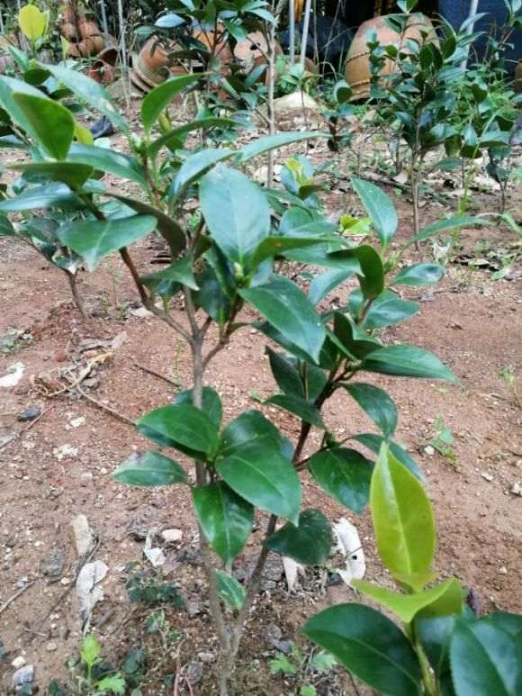 露天种茶花下山桩可以吗