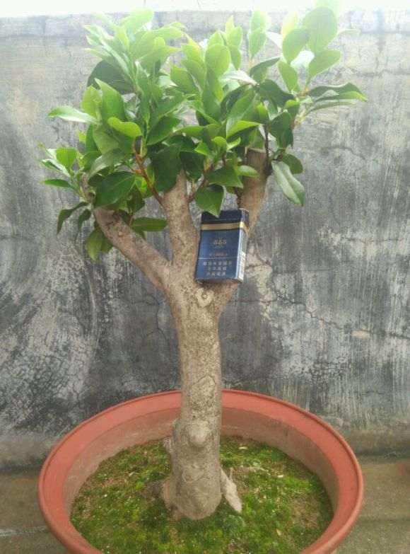 茶花下山桩怎么短截的问题