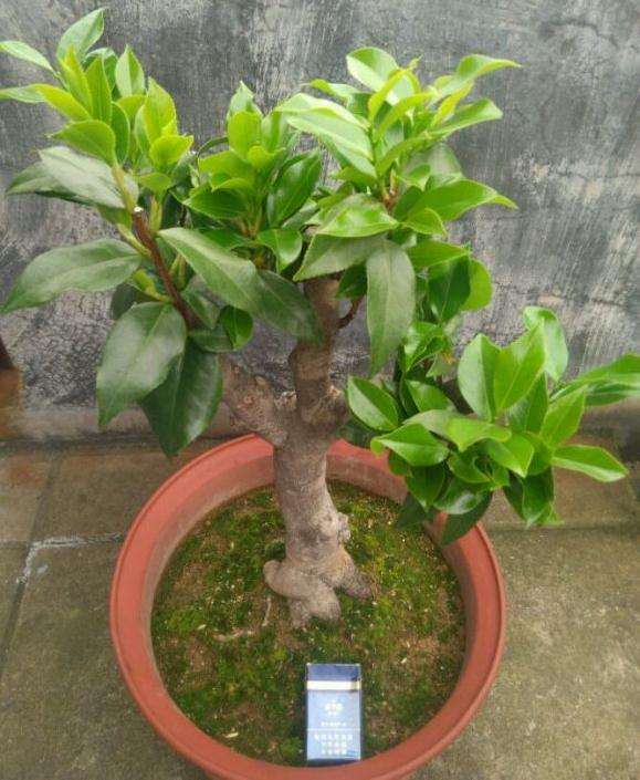 茶花下山桩怎么短截的问题