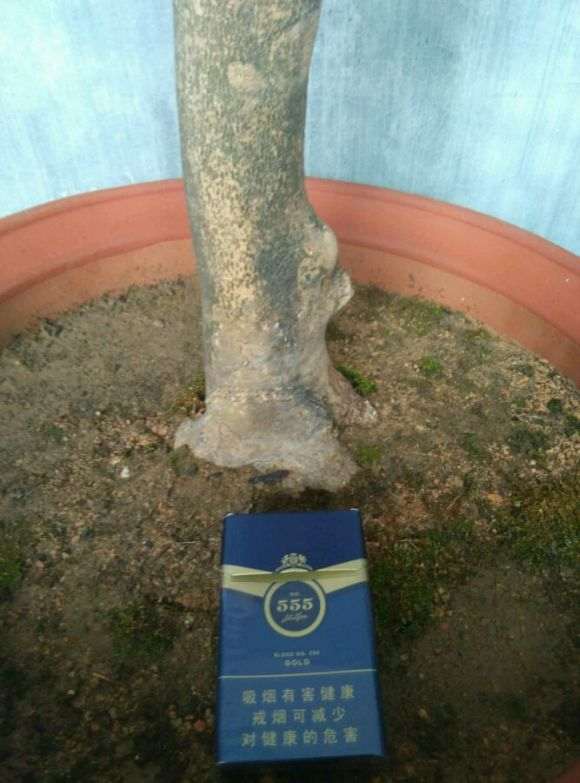 茶花下山桩怎么短截的问题