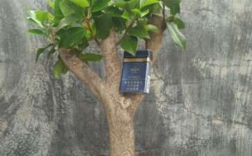 茶花下山桩怎么短截的问题 图片