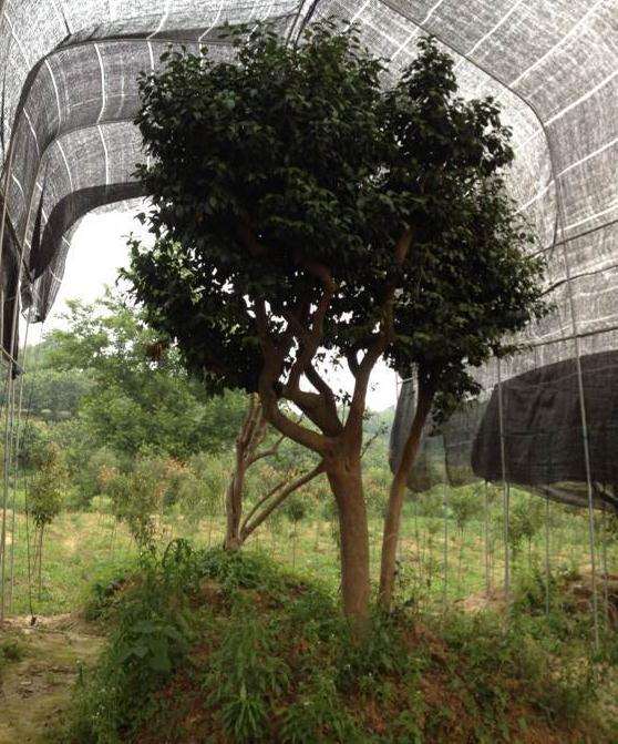大型油茶下山桩怎么嫁接茶花