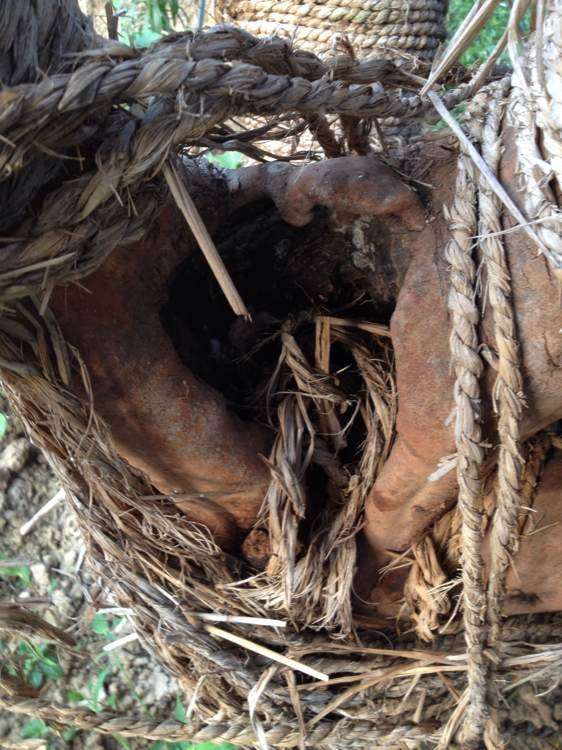 大型油茶下山桩怎么嫁接茶花 图片