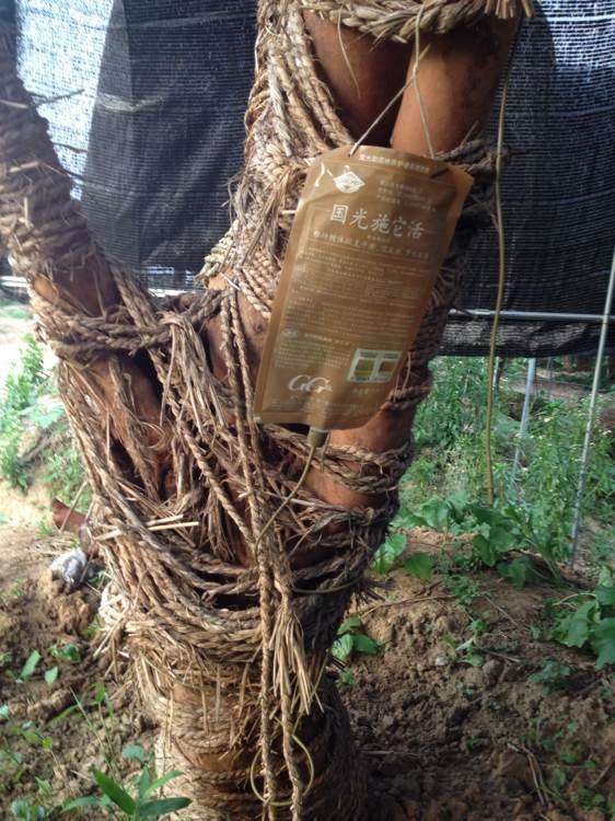 大型油茶下山桩怎么嫁接茶花 图片