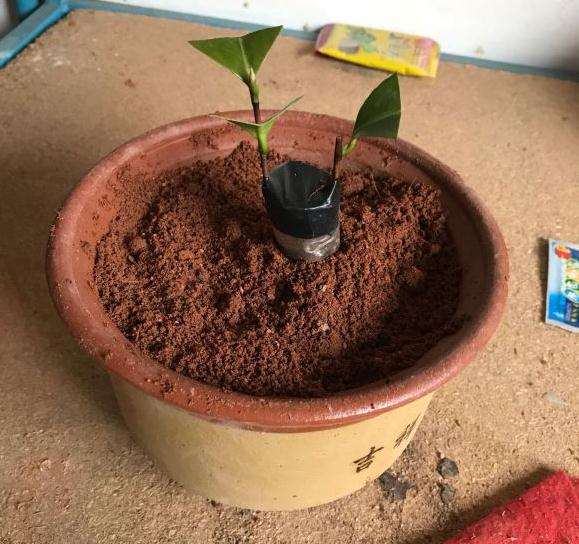 油茶下山桩什么时候断根最好