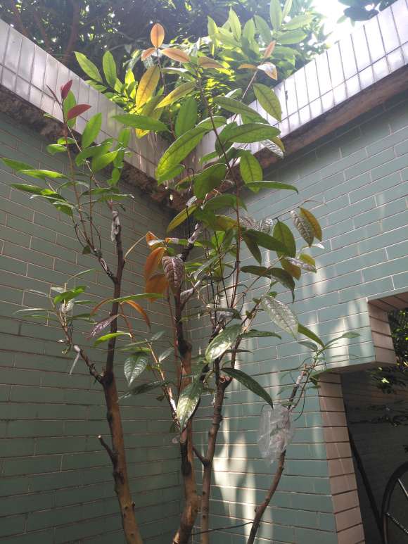 油茶下山桩什么时候断根最好