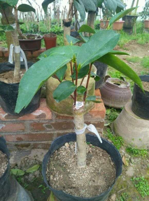 我家有5公分油茶下山桩 怎么嫁接