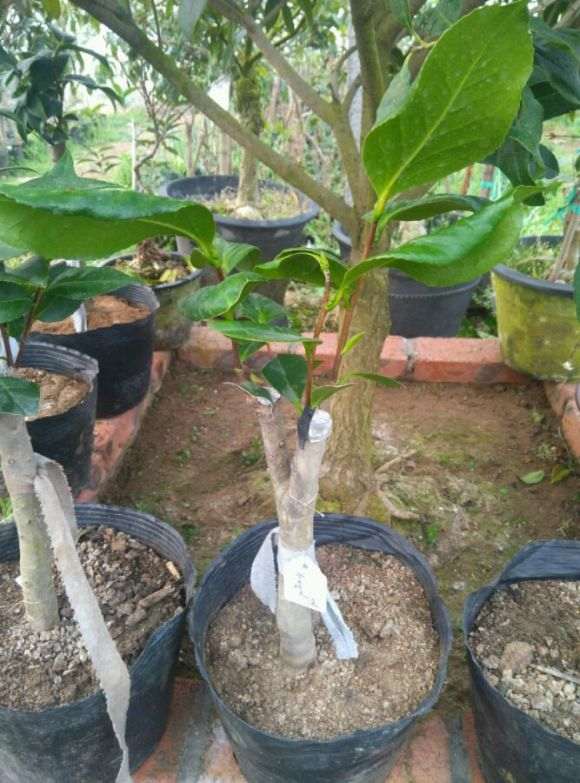 我家有5公分油茶下山桩 怎么嫁接