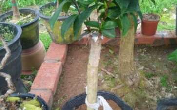 茶花下山桩到底嫁接的好 还是原生的好