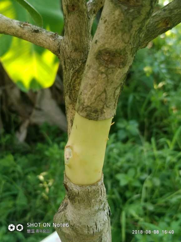 茶花下山桩怎么环剥的方法