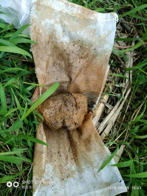 茶花下山桩怎么环剥的方法