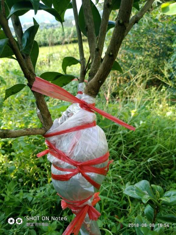 茶花下山桩怎么环剥的方法