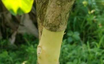 茶花下山桩怎么环剥的方法 图片