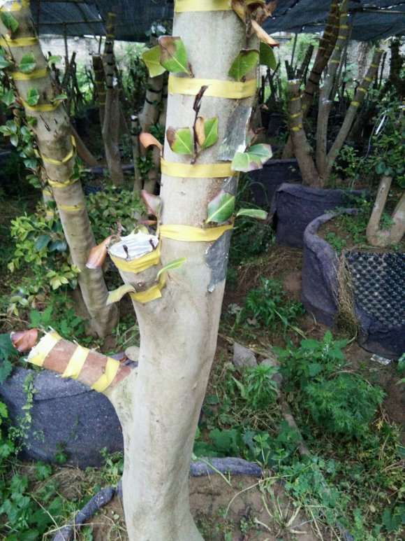 去年嫁接的茶花下山桩 没缠膜 不发芽