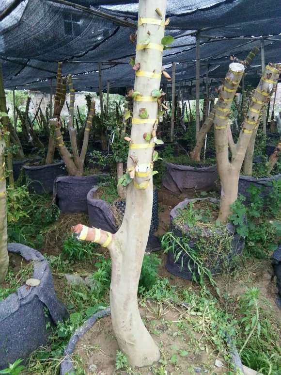 去年嫁接的茶花下山桩 没缠膜 不发芽