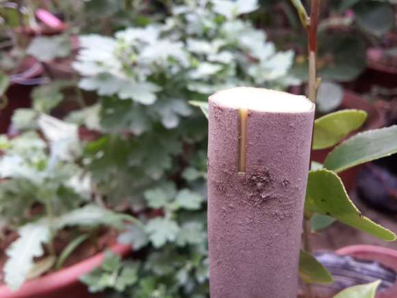 白五茶花下山桩怎么卡接的方法