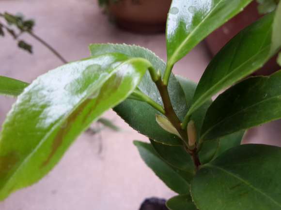 白五茶花下山桩怎么卡接的方法