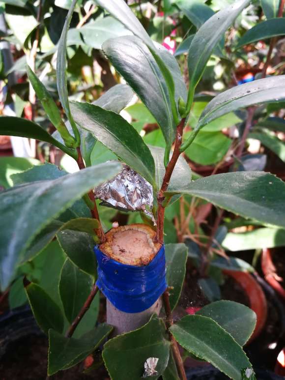 白五茶花下山桩怎么卡接的方法