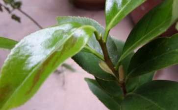 白五茶花下山桩怎么卡接的方法 图片