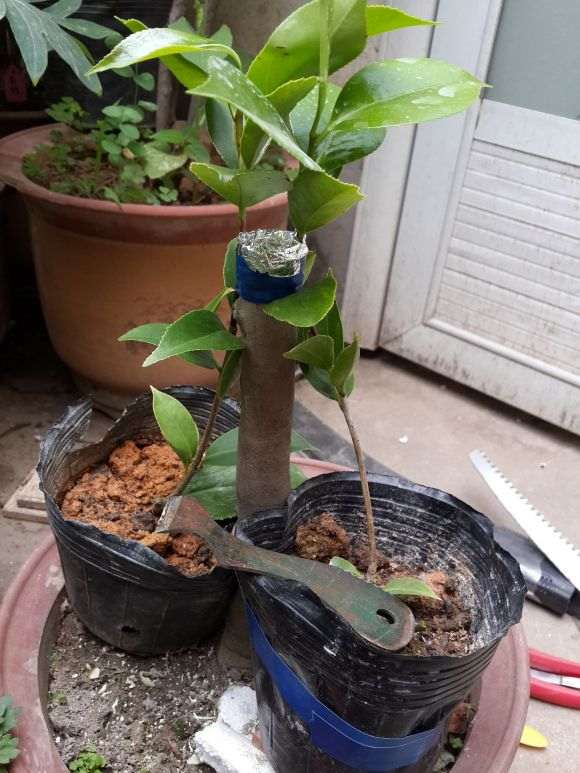 茶花下山桩是嫁接好养