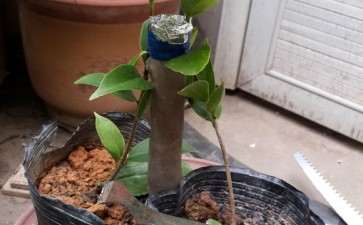 茶花下山桩是嫁接好养 还是原生的好养