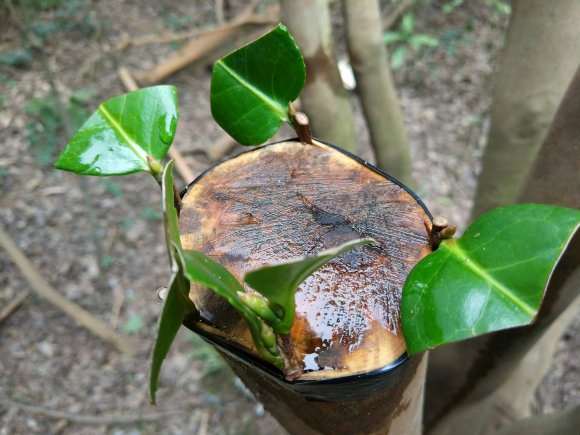 春节挖了几个茶花下山桩