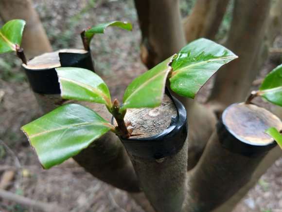 春节挖了几个茶花下山桩