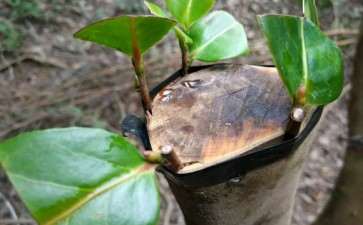 春节挖了几个茶花下山桩 可以吗 图片