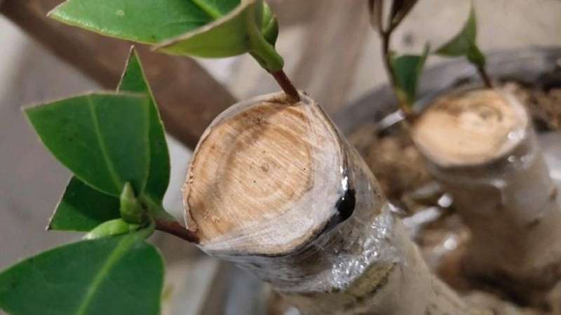 嫁接的四季茶花下山桩不到1个月就来芽了