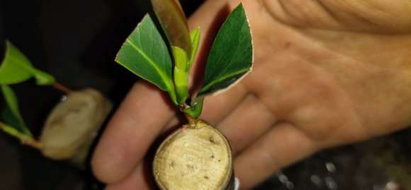 嫁接的四季茶花下山桩不到1个月就来芽了