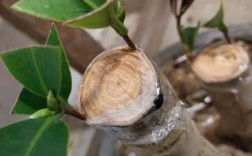 嫁接的四季茶花下山桩不到1个月就来芽了