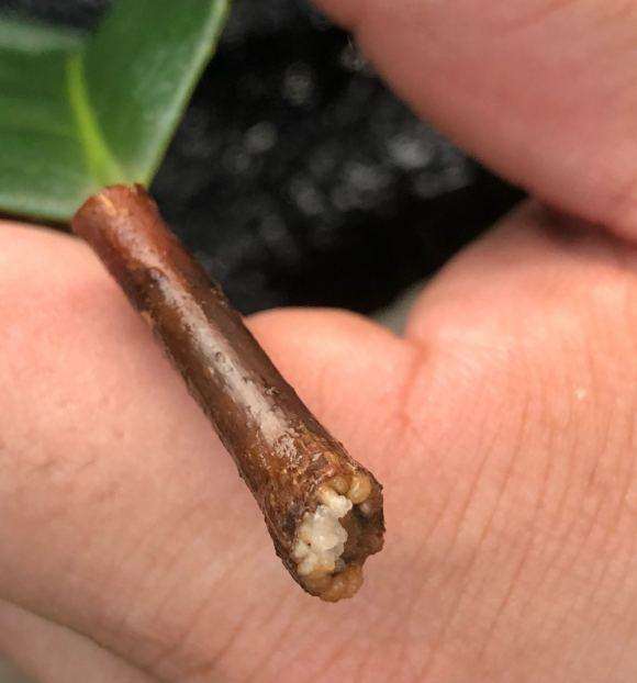 茶花下山桩扦插生根52天 图片