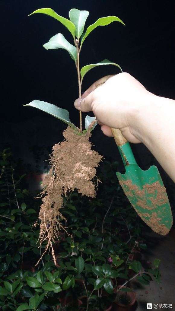 茶花下山桩扦插生根52天 图片