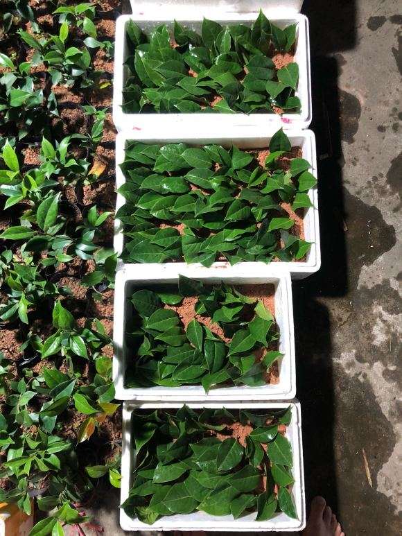 茶花下山桩扦插生根52天 图片