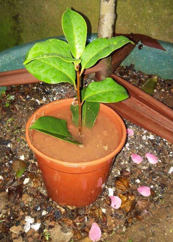 茶花下山桩扦插生根52天 图片