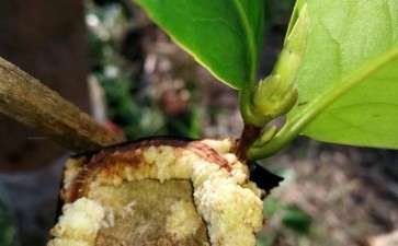 为什么茶花下山桩 有些愈合 很快 图片