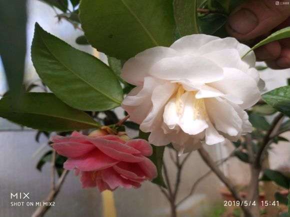 盆养茶花砍头嫁接成活率怎样