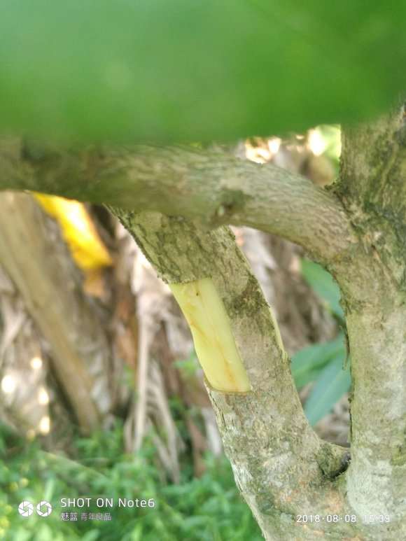 去年移栽的油茶下山桩