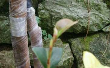 油茶下山桩为什么生根难 要缠膜保湿吗