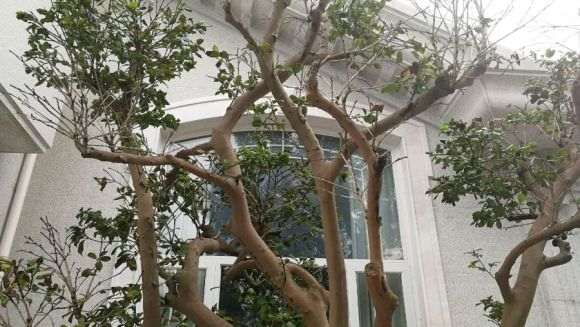 茶花树状态不对 嫁接的 是不是快死了