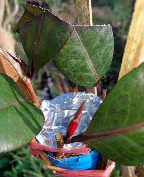 羊粪泡水可以浇茶花下山桩吗