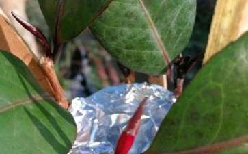 羊粪泡水可以浇茶花下山桩吗