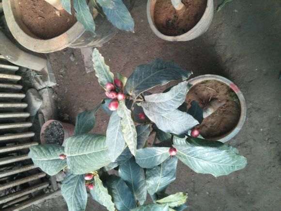 北方茶花下山桩好成活吗