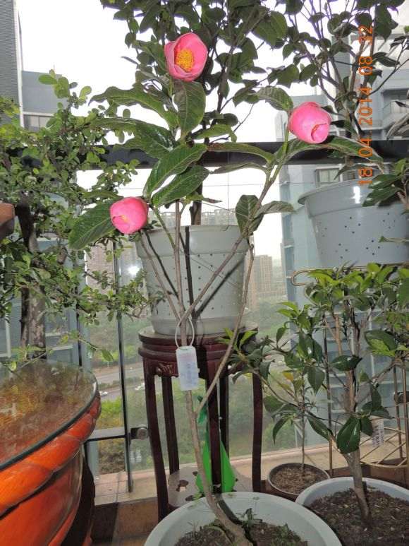 北方茶花下山桩好成活吗