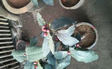 北方茶花下山桩好成活吗 怎么办 图片