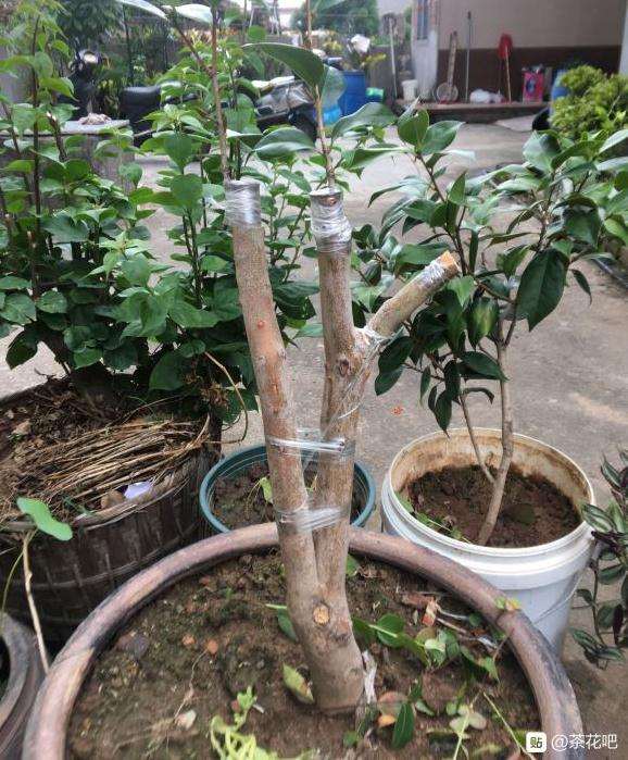 山上锯的油茶下山桩怎么嫁接茶花
