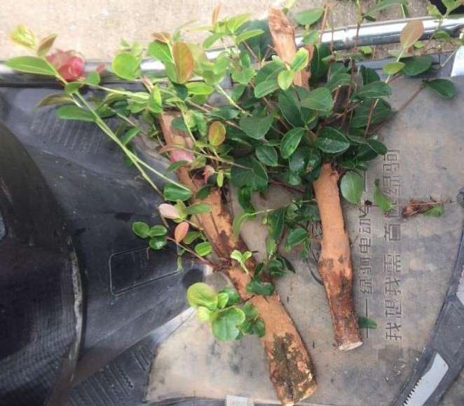 山上锯的油茶下山桩怎么嫁接茶花